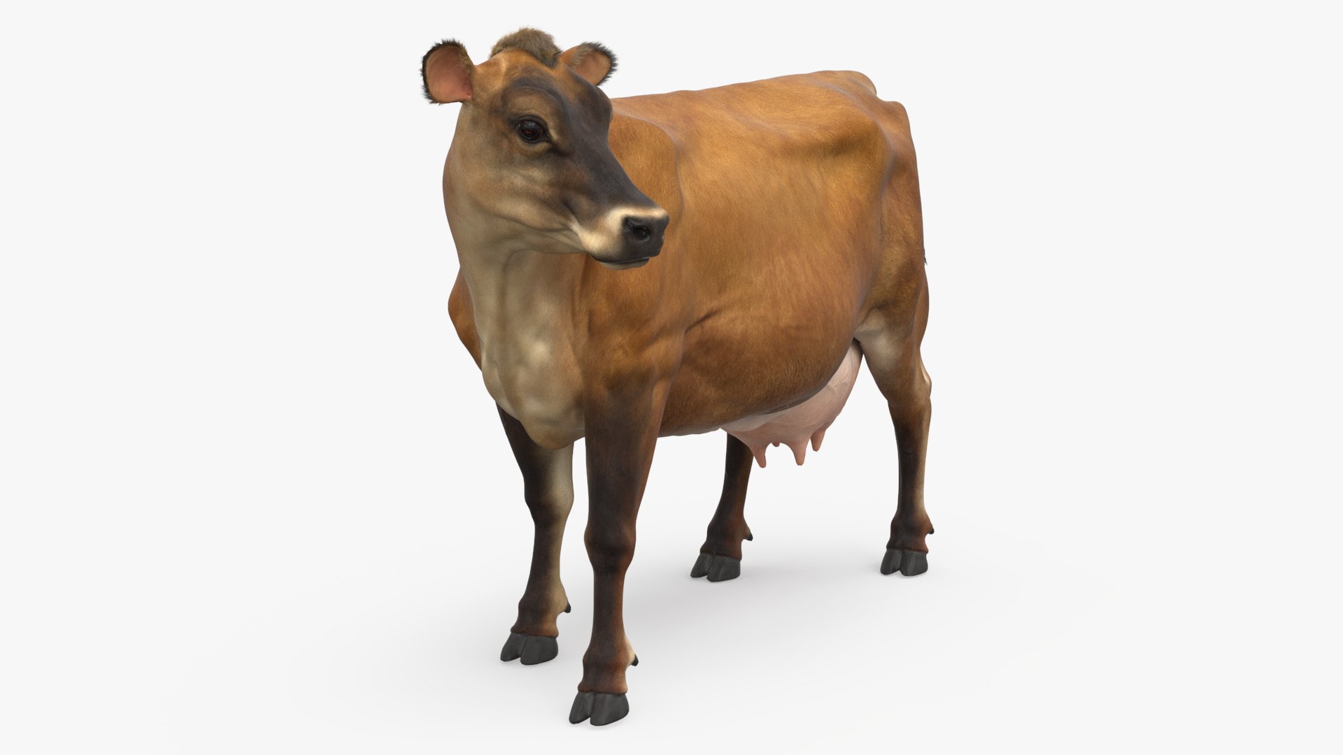 Channel Island Cow Brown Fur 3D model preview