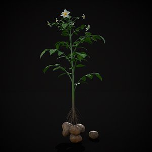 Potato Plant 3D model
