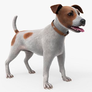 Small Jack Russell Dog Idle Animated Fur Rigged For Blender 3D model