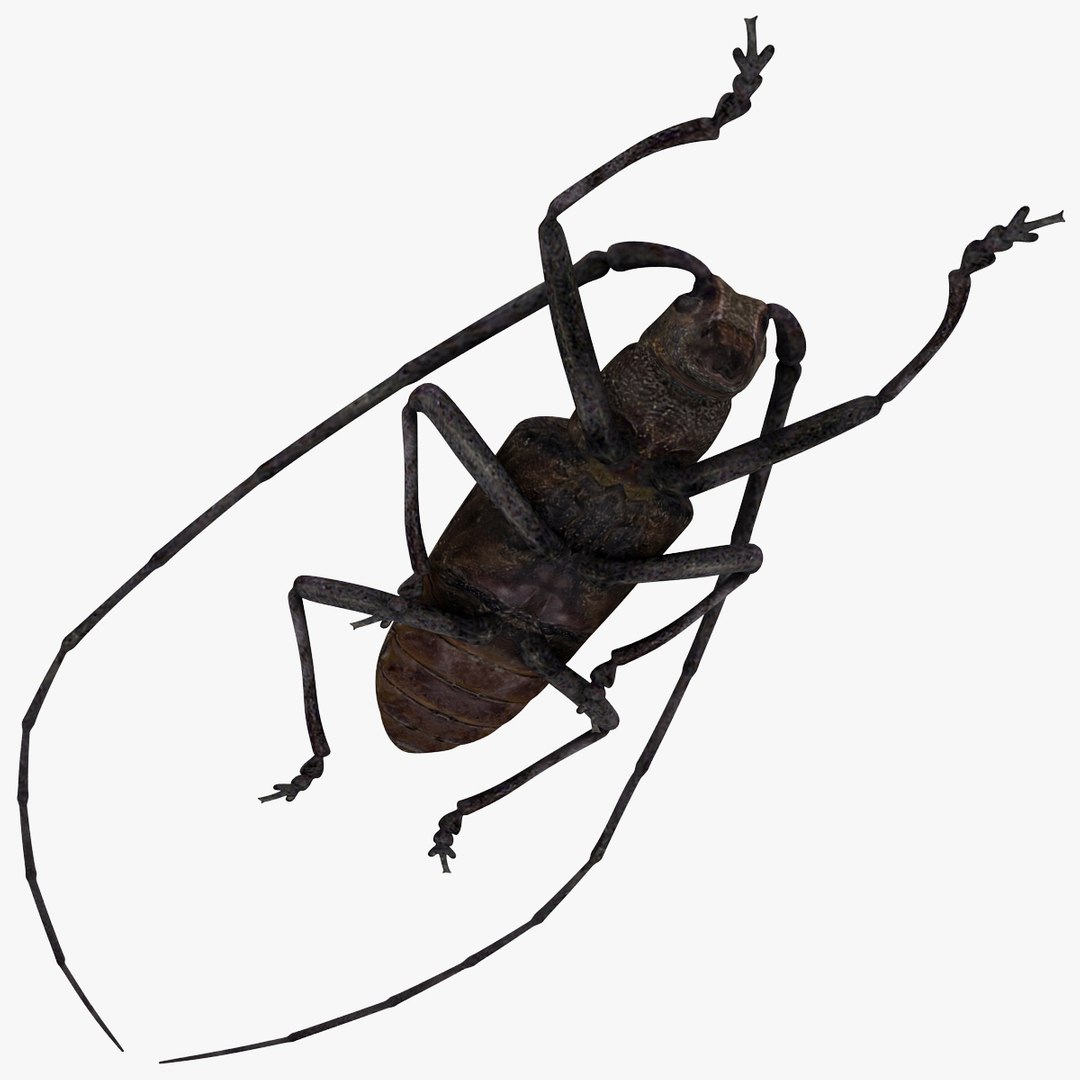 3d model of monochamus galloprovincialis https://p.turbosquid.com/ts-thumb/GA/PmJhLu/16ygqH7p/monochamusgalloprovincialis_20/jpg/1400641133/1920x1080/fit_q87/dbf631fa370f058bdc6fdaa005c9221713e6f30f/monochamusgalloprovincialis_20.jpg