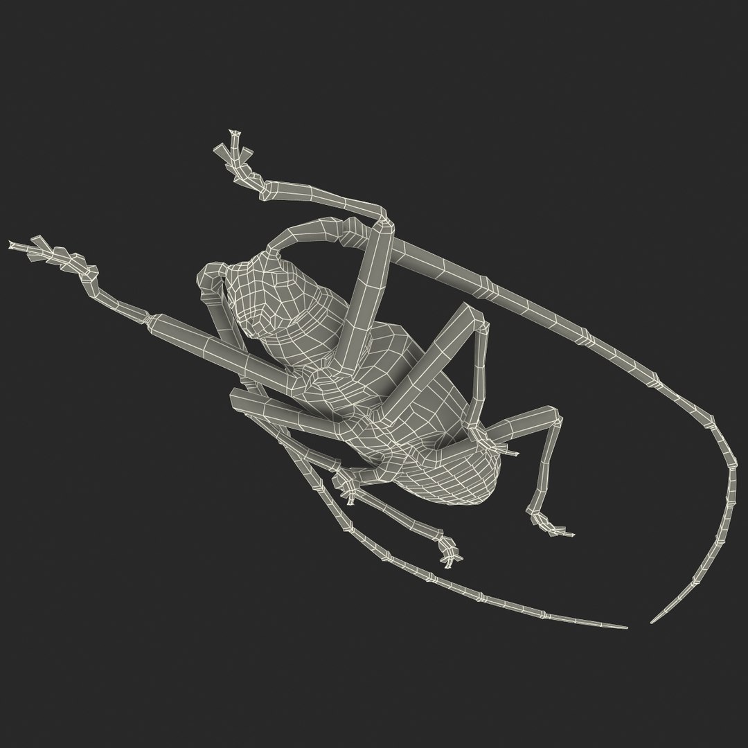 3d model of monochamus galloprovincialis https://p.turbosquid.com/ts-thumb/GA/PmJhLu/1pmg5nwz/monochamusgalloprovincialis_174/jpg/1400642590/1920x1080/fit_q87/88b7fbde9ec5ed35920889a132238d59f7d8849f/monochamusgalloprovincialis_174.jpg