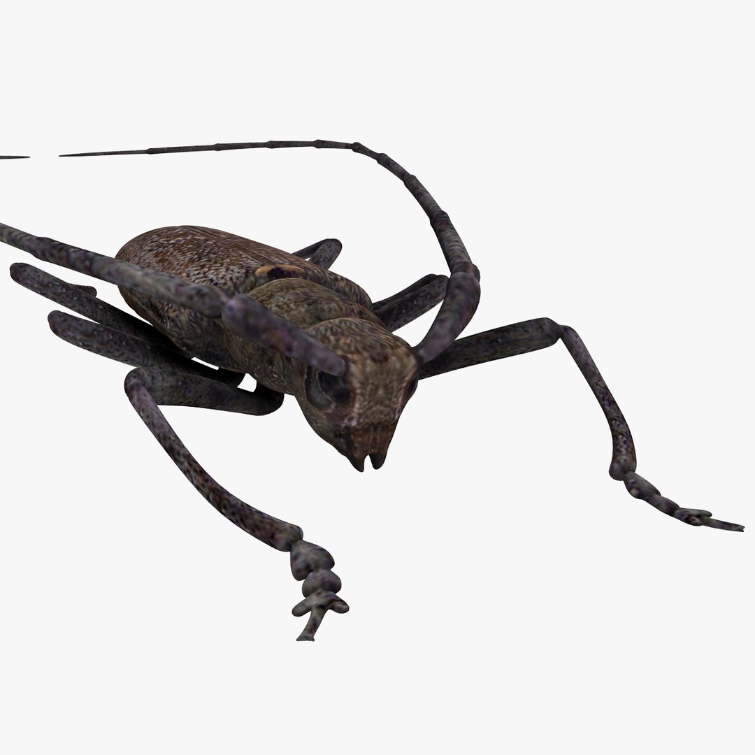 3d model of monochamus galloprovincialis https://p.turbosquid.com/ts-thumb/GA/PmJhLu/6ffsy9eA/monochamusgalloprovincialis_15/jpg/1400641065/1920x1080/fit_q87/ef5ebc11dddfbe66b9c13c9ab443b3312fb2477c/monochamusgalloprovincialis_15.jpg