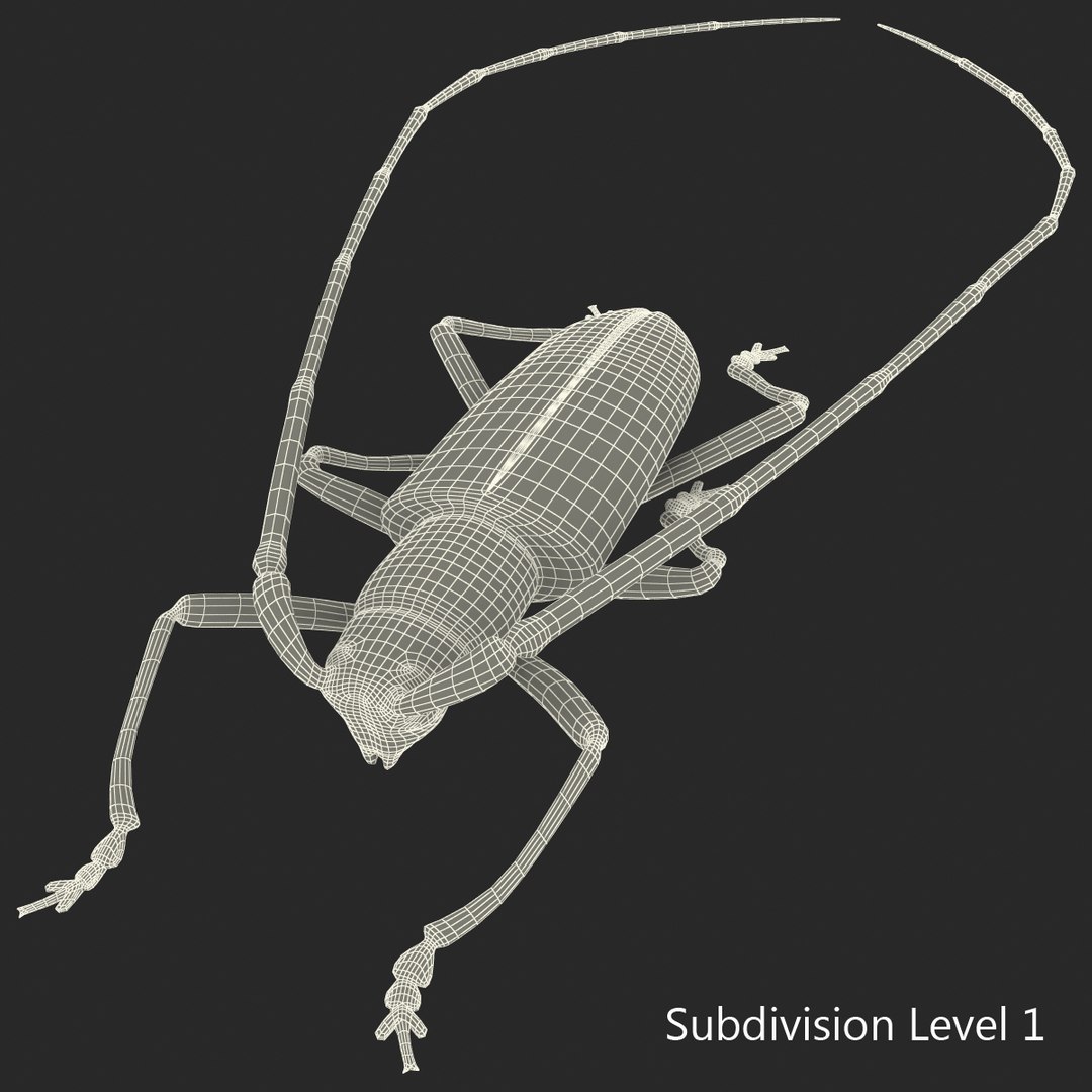 3d model of monochamus galloprovincialis https://p.turbosquid.com/ts-thumb/GA/PmJhLu/723Axhzq/monochamusgalloprovincialis_176/jpg/1400642611/1920x1080/fit_q87/60534b14d2c970e2014df9ca37aab9d8c703df3a/monochamusgalloprovincialis_176.jpg
