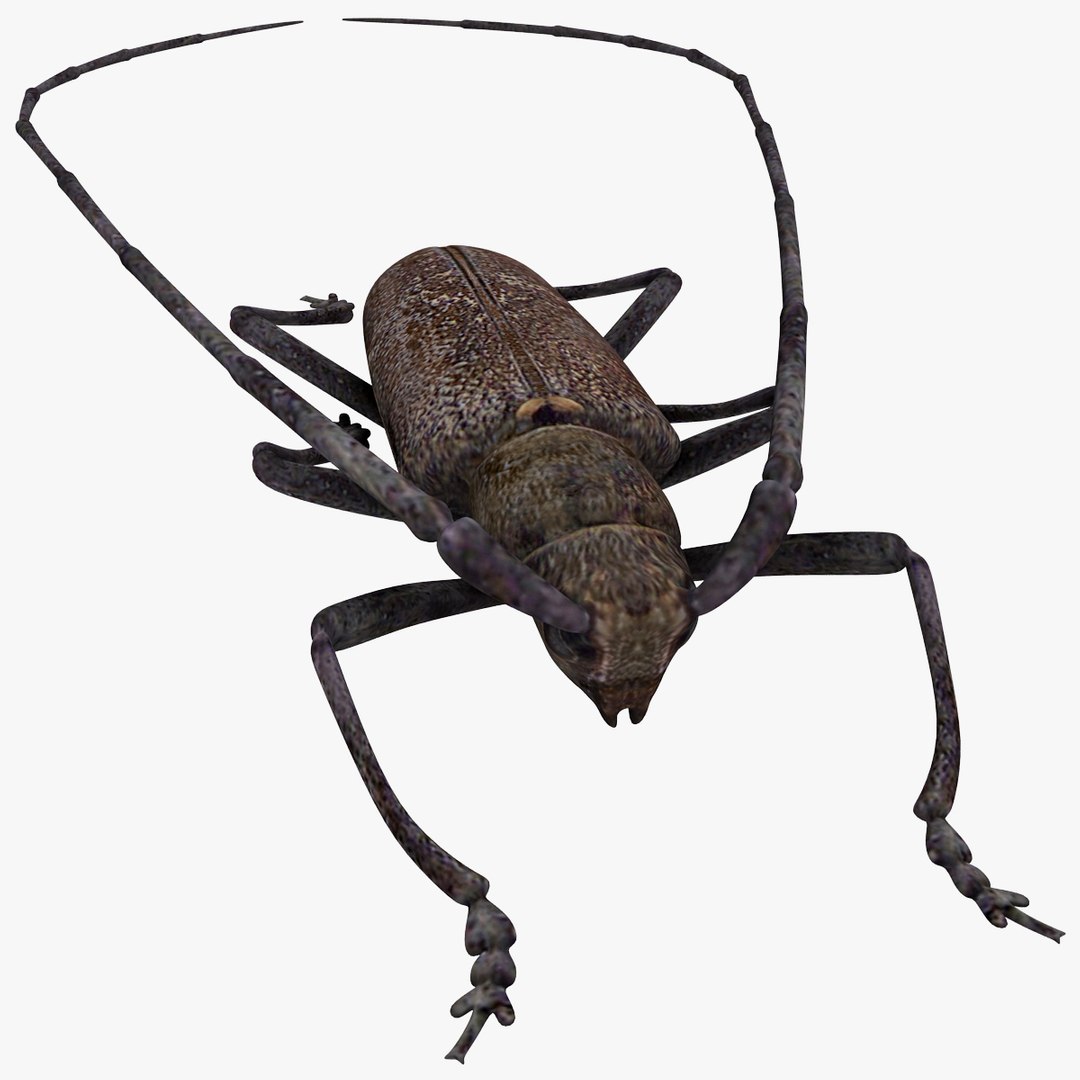 3d model of monochamus galloprovincialis https://p.turbosquid.com/ts-thumb/GA/PmJhLu/93iqxoxu/monochamusgalloprovincialis_6/jpg/1400640932/1920x1080/fit_q87/269c60351ff1613cb434389569e628f17f15f4e8/monochamusgalloprovincialis_6.jpg