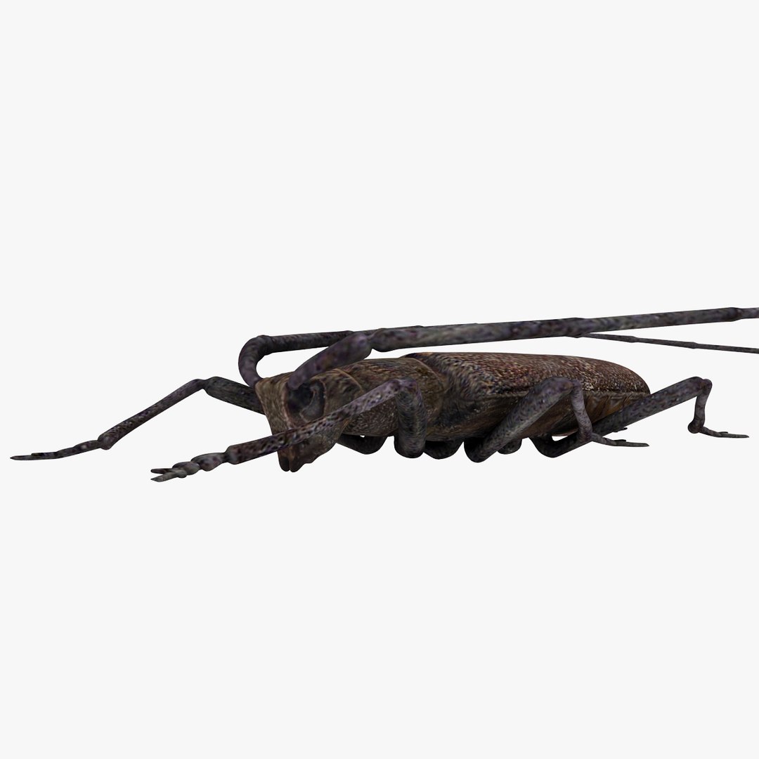 3d model of monochamus galloprovincialis https://p.turbosquid.com/ts-thumb/GA/PmJhLu/9c1jWkNK/monochamusgalloprovincialis_17/jpg/1400641078/1920x1080/fit_q87/5f228bcbb60c2972e80f42f9471c56dcdbacaa7d/monochamusgalloprovincialis_17.jpg