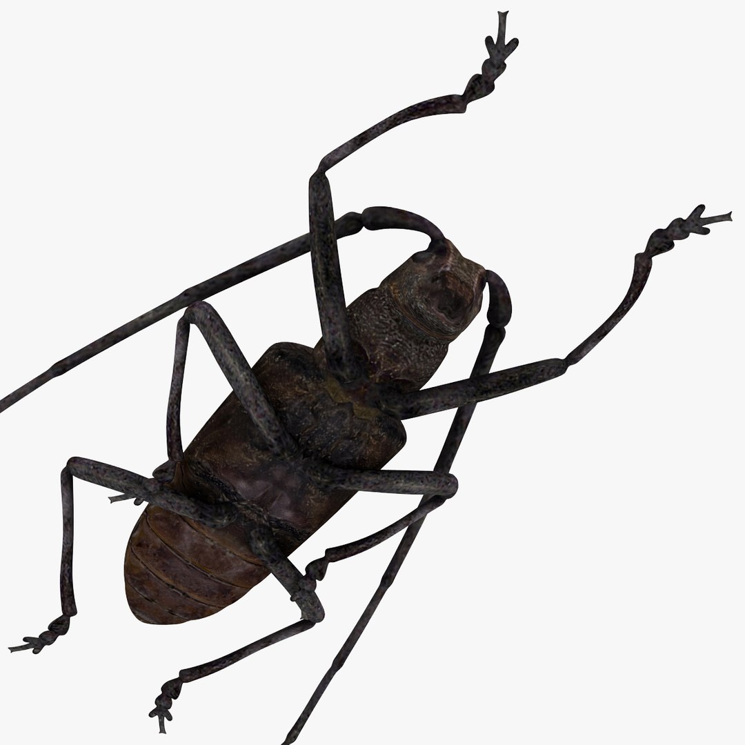 3d model of monochamus galloprovincialis https://p.turbosquid.com/ts-thumb/GA/PmJhLu/9snk8Xgf/monochamusgalloprovincialis_12/jpg/1400641017/1920x1080/fit_q87/ca65c4de0785135e75dec94e45358cd76cc7ccde/monochamusgalloprovincialis_12.jpg