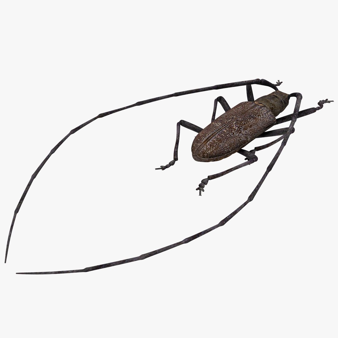 3d model of monochamus galloprovincialis https://p.turbosquid.com/ts-thumb/GA/PmJhLu/DzJugFtN/monochamusgalloprovincialis_3/jpg/1400640896/1920x1080/fit_q87/a2499268a209c37b014805657db9e47c39a74841/monochamusgalloprovincialis_3.jpg