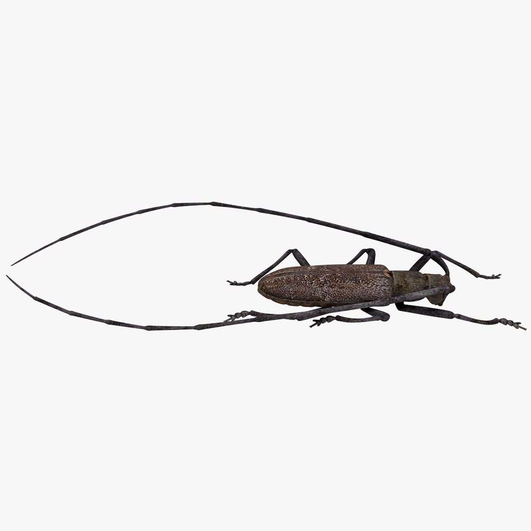 3d model of monochamus galloprovincialis https://p.turbosquid.com/ts-thumb/GA/PmJhLu/LAdpqozG/monochamusgalloprovincialis_5/jpg/1400640926/1920x1080/fit_q87/c4eae161af52c423d4e3ee498d5a5add69faa176/monochamusgalloprovincialis_5.jpg
