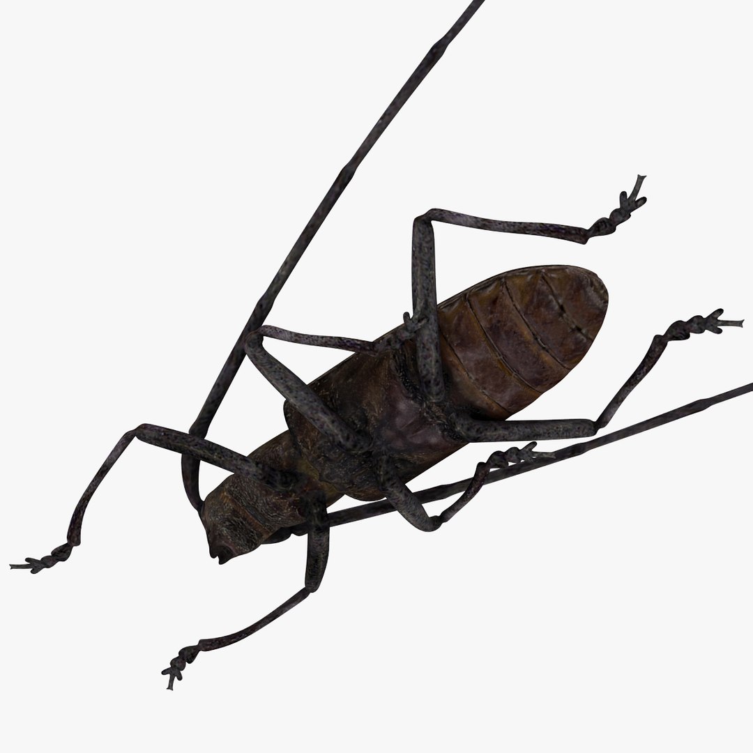 3d model of monochamus galloprovincialis https://p.turbosquid.com/ts-thumb/GA/PmJhLu/P8kIQCBi/monochamusgalloprovincialis_18/jpg/1400641109/1920x1080/fit_q87/9073de65da2418b5750628bb3d300651b35bc6c2/monochamusgalloprovincialis_18.jpg