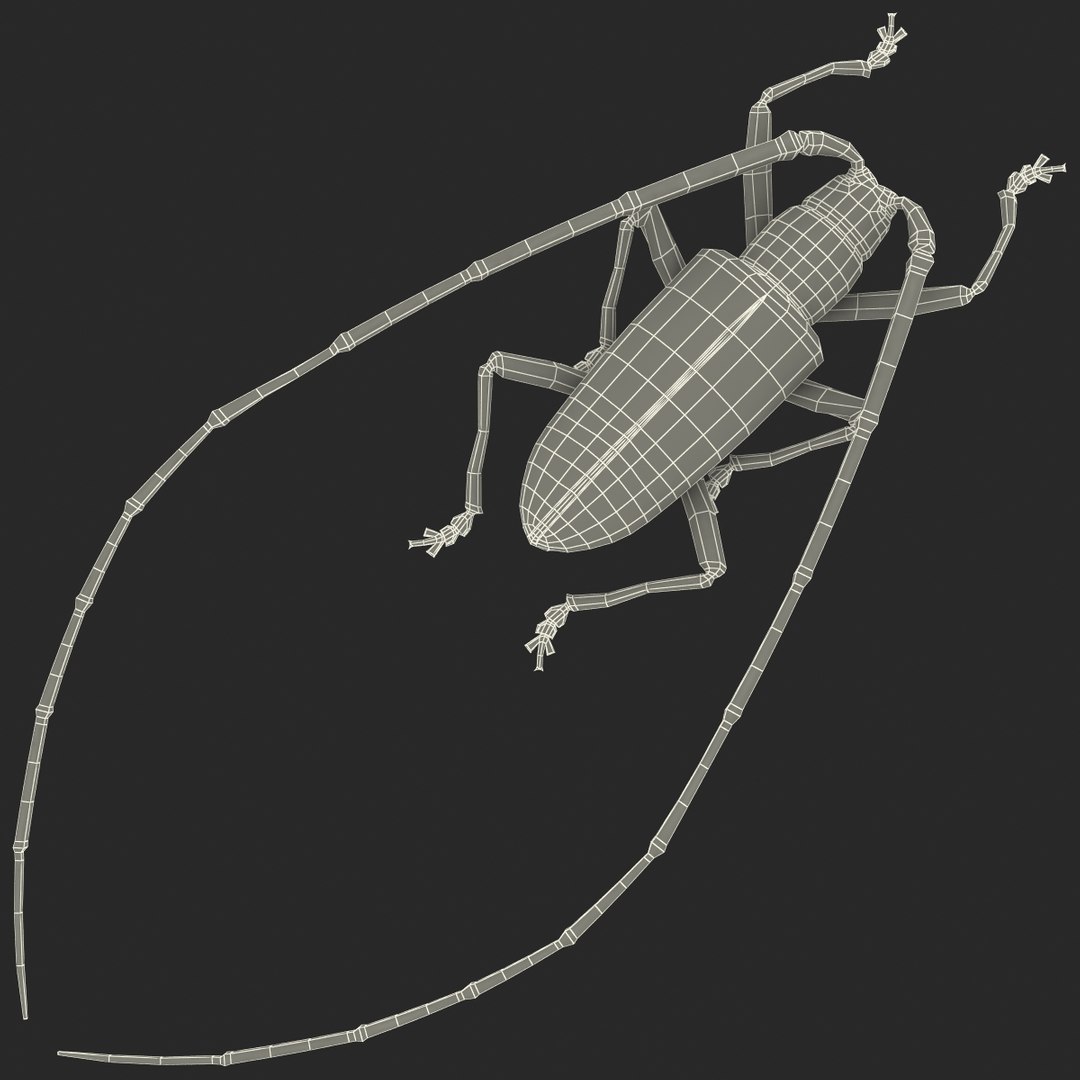 3d model of monochamus galloprovincialis https://p.turbosquid.com/ts-thumb/GA/PmJhLu/PTlKlw9G/monochamusgalloprovincialis_167/jpg/1400642416/1920x1080/fit_q87/8e9b1b433bbbc205afdda42e7c0c026a95f008b8/monochamusgalloprovincialis_167.jpg