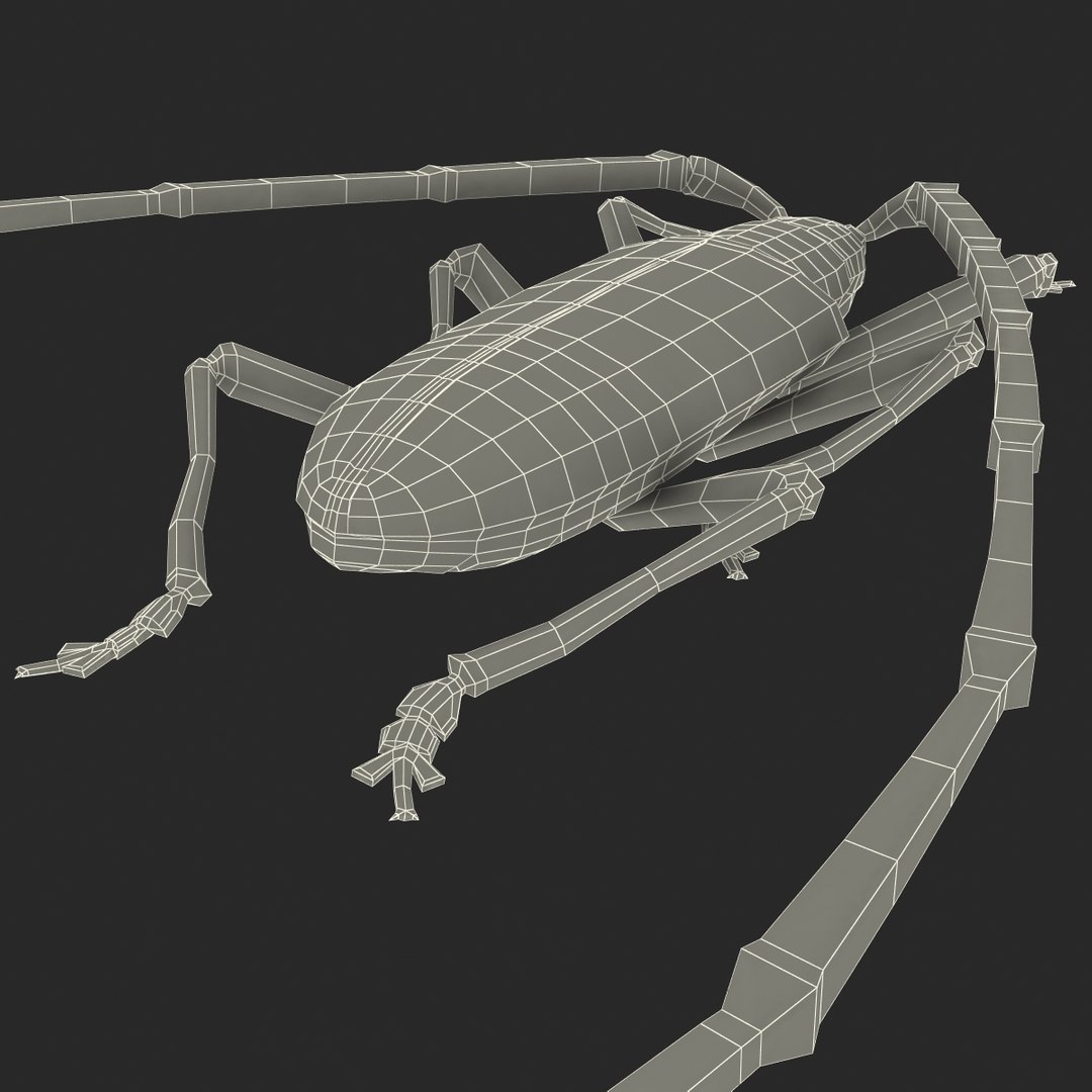 3d model of monochamus galloprovincialis https://p.turbosquid.com/ts-thumb/GA/PmJhLu/QRci4mlX/monochamusgalloprovincialis_172/jpg/1400642566/1920x1080/fit_q87/fcbe3179a9fdd4a93a326732bd36273dae0920a0/monochamusgalloprovincialis_172.jpg