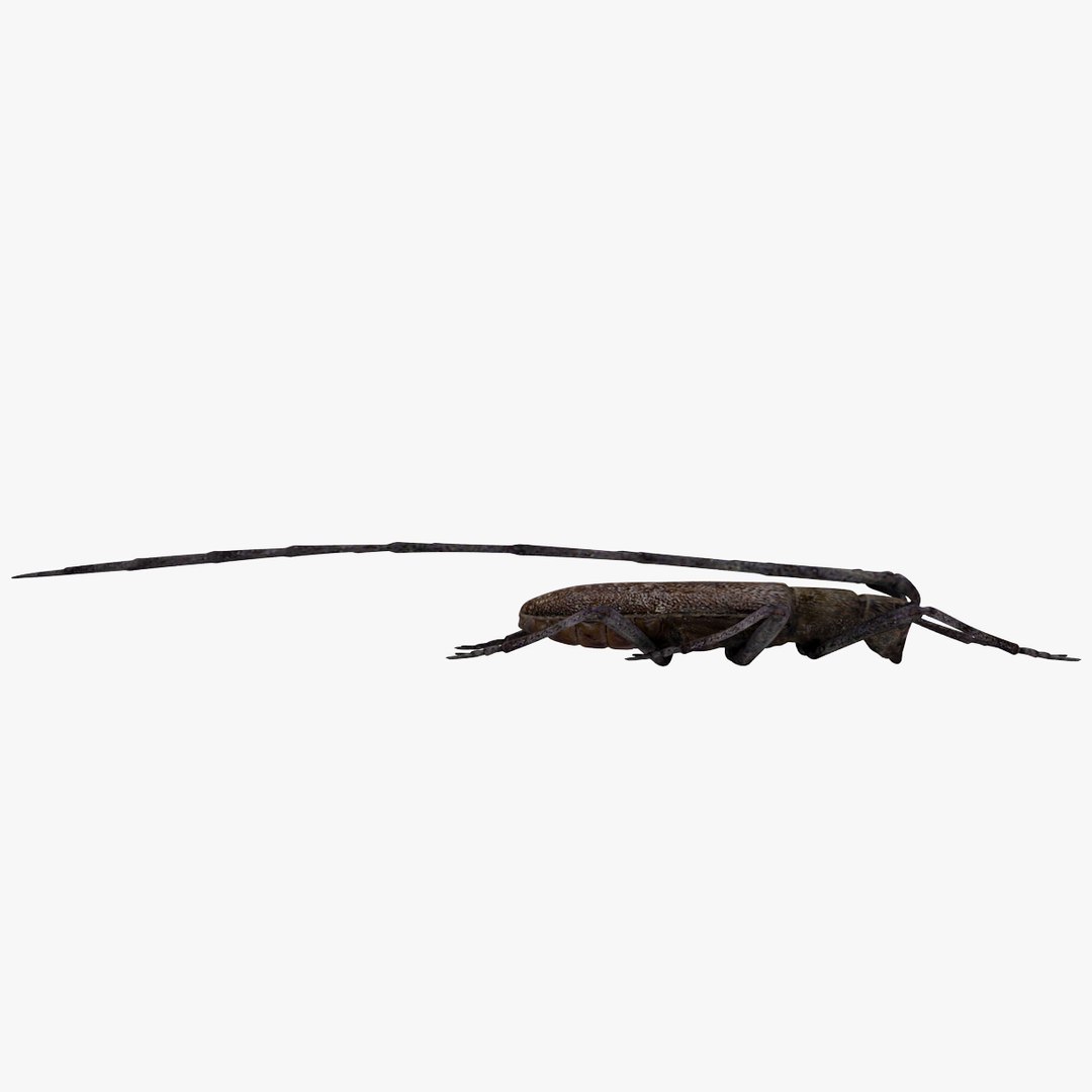 3d model of monochamus galloprovincialis https://p.turbosquid.com/ts-thumb/GA/PmJhLu/QnFqwbLr/monochamusgalloprovincialis_4/jpg/1400640923/1920x1080/fit_q87/1c163961a7550f3624934b50e0348e8a3f3338d4/monochamusgalloprovincialis_4.jpg