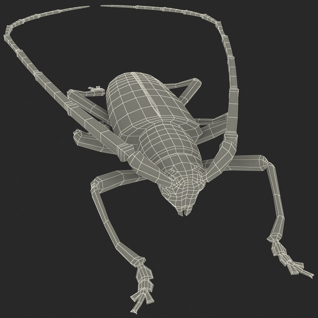 3d model of monochamus galloprovincialis https://p.turbosquid.com/ts-thumb/GA/PmJhLu/UEr6w56T/monochamusgalloprovincialis_166/jpg/1400642394/1920x1080/fit_q87/9e1bb8169898489ce11c39fac1e2e8751c5a3bc6/monochamusgalloprovincialis_166.jpg