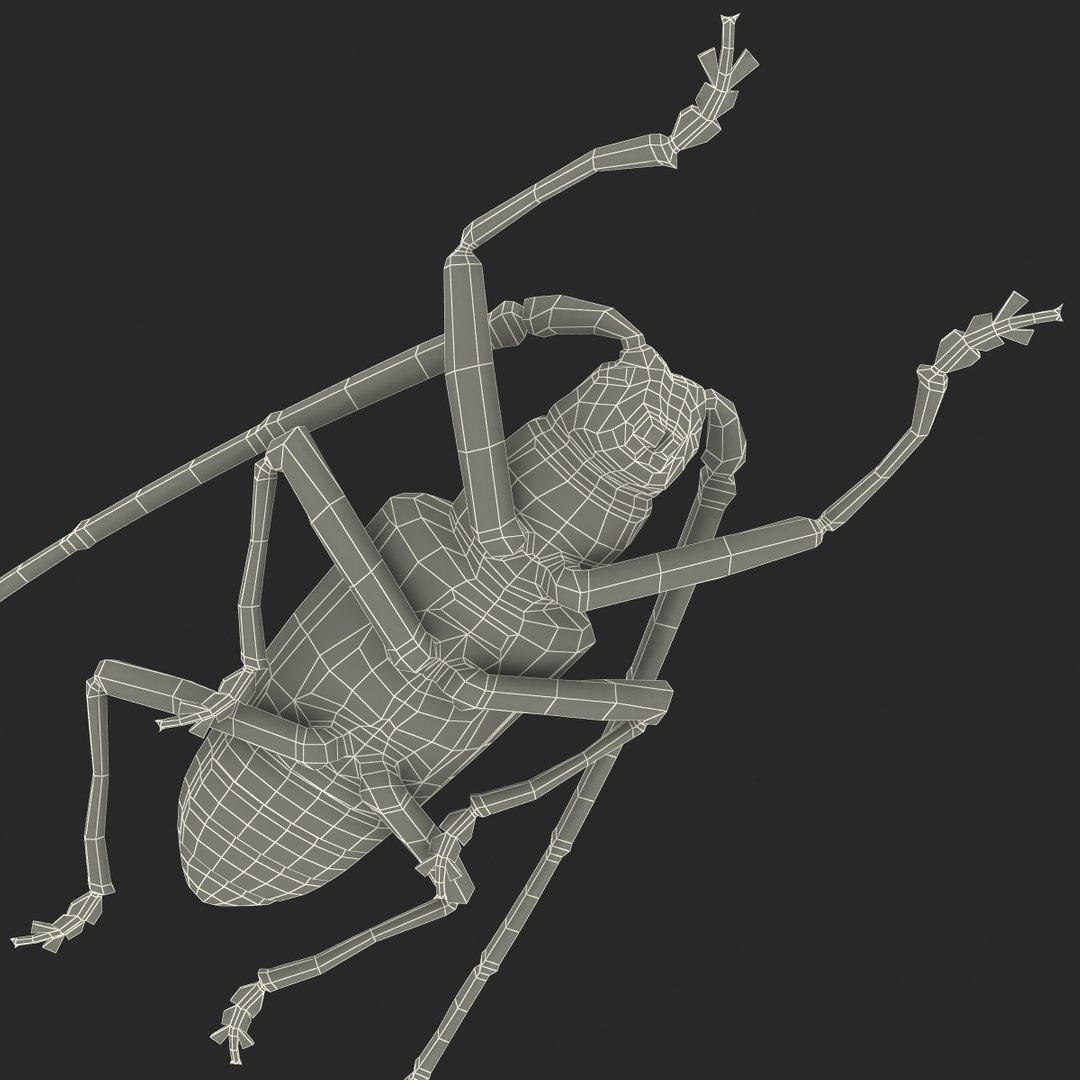 3d model of monochamus galloprovincialis https://p.turbosquid.com/ts-thumb/GA/PmJhLu/UaVpsTBT/monochamusgalloprovincialis_169/jpg/1400642463/1920x1080/fit_q87/8b8f802afe281d77e1cc84e044ed911378a8721c/monochamusgalloprovincialis_169.jpg