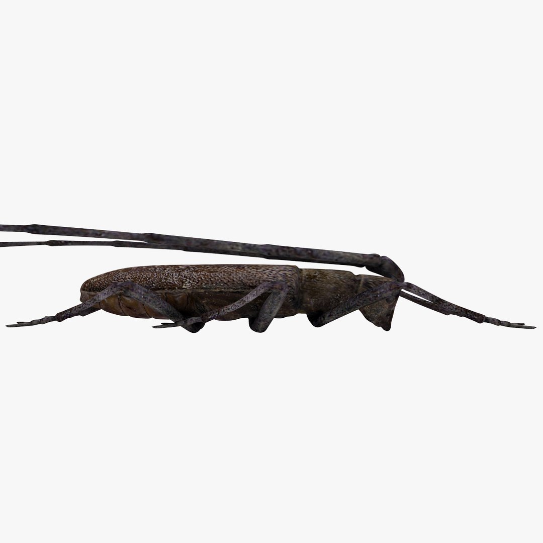 3d model of monochamus galloprovincialis https://p.turbosquid.com/ts-thumb/GA/PmJhLu/a8gmgVLV/monochamusgalloprovincialis_11/jpg/1400641010/1920x1080/fit_q87/de45975e51eacee56b6969209aefc1a7add8beae/monochamusgalloprovincialis_11.jpg