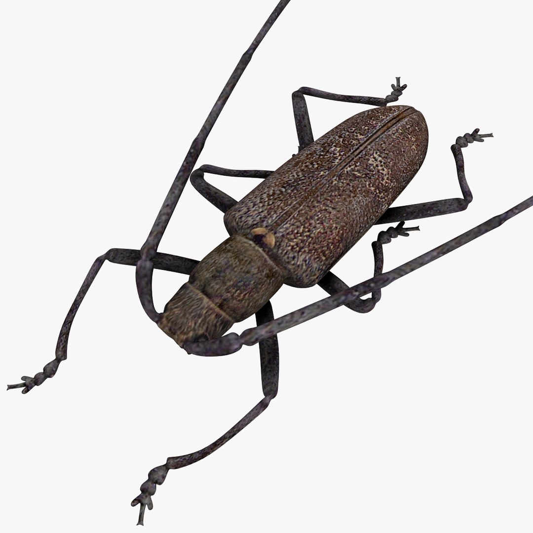 3d model of monochamus galloprovincialis https://p.turbosquid.com/ts-thumb/GA/PmJhLu/bFjx1IcN/monochamusgalloprovincialis_14/jpg/1400641050/1920x1080/fit_q87/de90c87bf5614c72ff2c3652899e4ceda8489105/monochamusgalloprovincialis_14.jpg