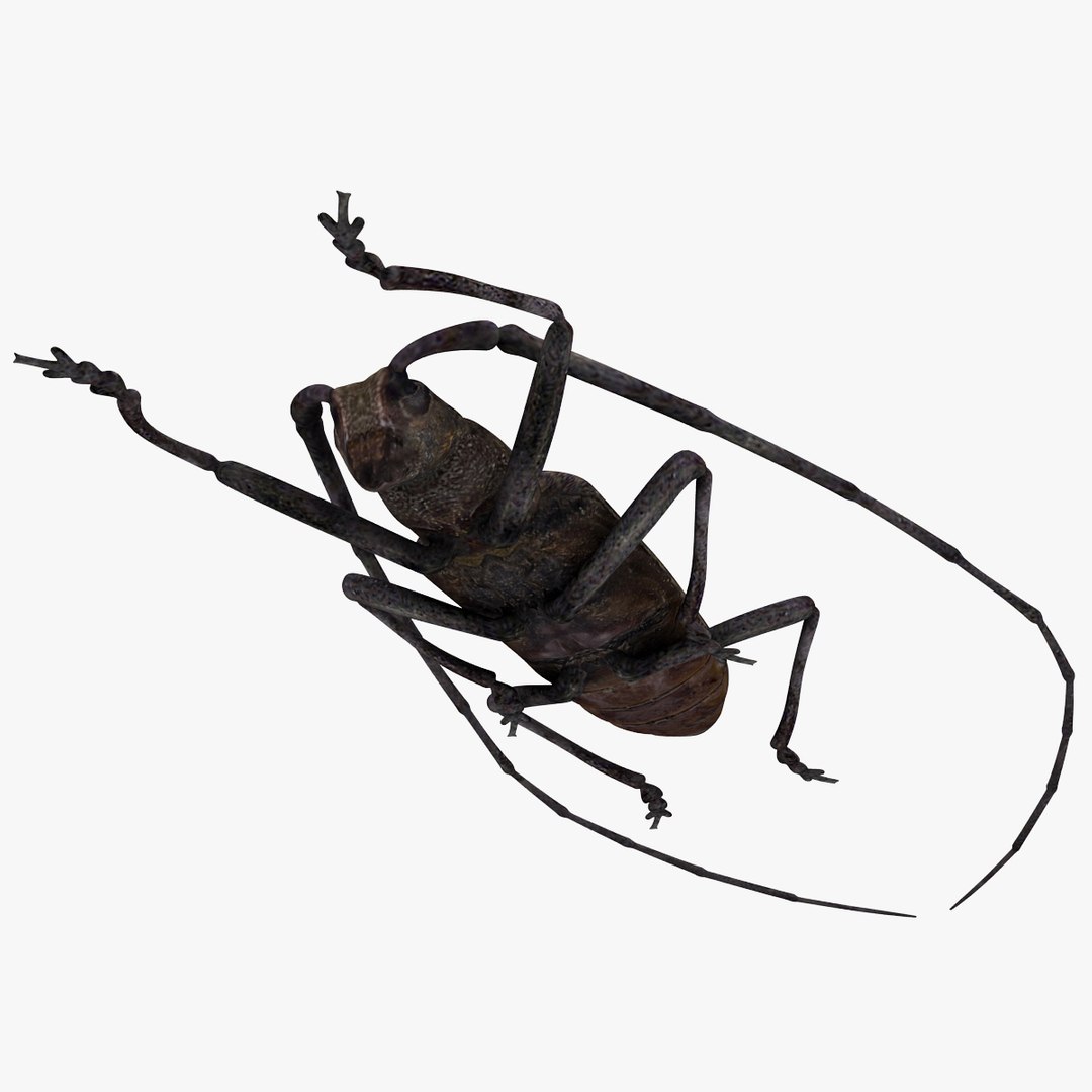 3d model of monochamus galloprovincialis https://p.turbosquid.com/ts-thumb/GA/PmJhLu/g9Q34l57/monochamusgalloprovincialis_21/jpg/1400641134/1920x1080/fit_q87/dbf4ff92af06cbc201cc1c0a3e763750e7ea3460/monochamusgalloprovincialis_21.jpg