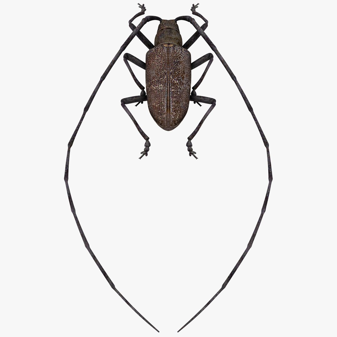 3d model of monochamus galloprovincialis https://p.turbosquid.com/ts-thumb/GA/PmJhLu/lKOmeVWJ/monochamusgalloprovincialis_8/jpg/1400640939/1920x1080/fit_q87/34704bed7ad066925a3e11272ed01e69dbff8c3f/monochamusgalloprovincialis_8.jpg