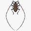 Monochamus Galloprovincialis