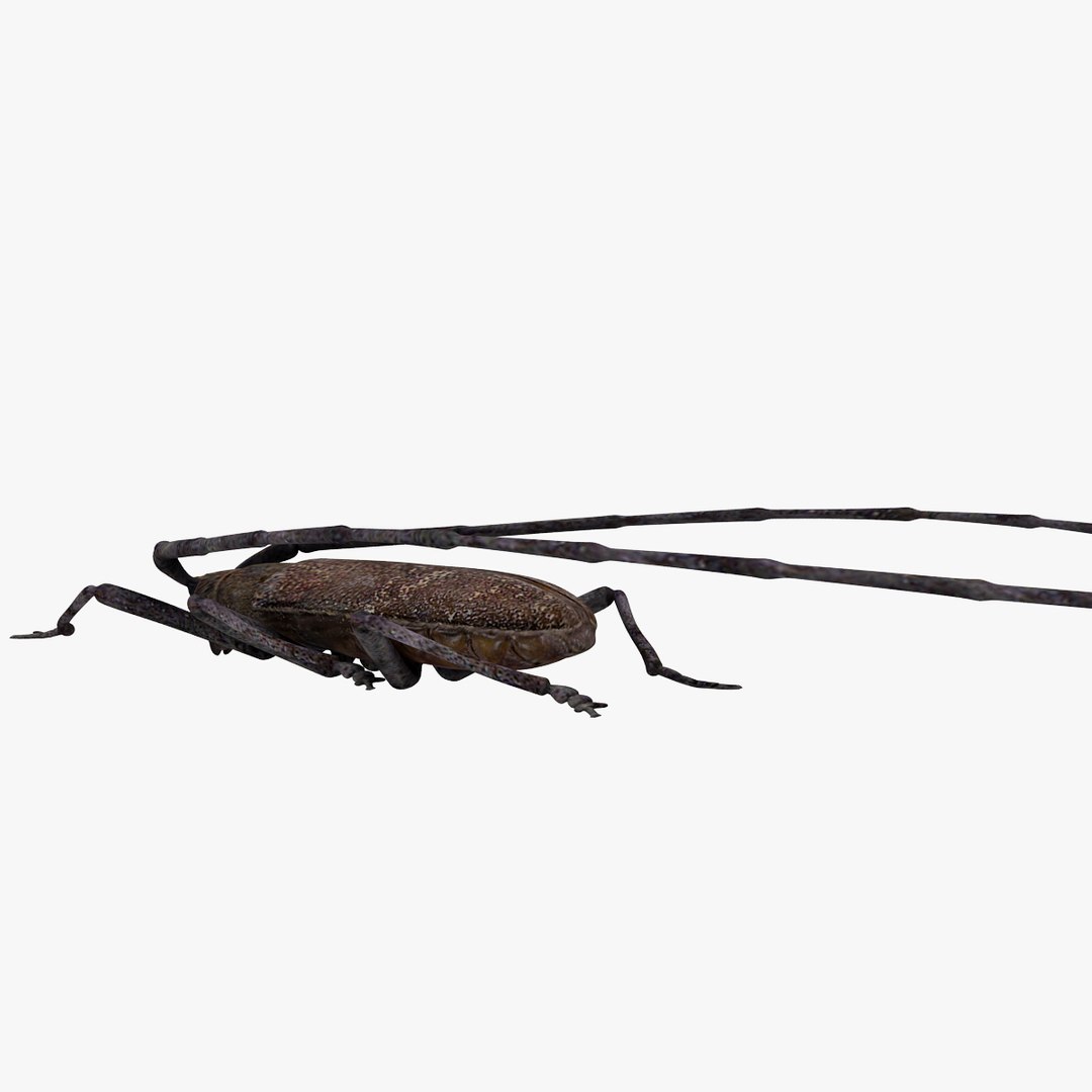 3d model of monochamus galloprovincialis https://p.turbosquid.com/ts-thumb/GA/PmJhLu/pUXipxTY/monochamusgalloprovincialis_13/jpg/1400641035/1920x1080/fit_q87/d361130943c794de3006f74223866c6fb4335db2/monochamusgalloprovincialis_13.jpg