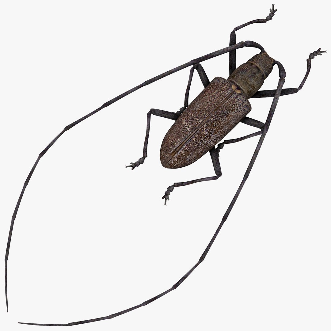 3d model of monochamus galloprovincialis https://p.turbosquid.com/ts-thumb/GA/PmJhLu/sRn9Zhir/monochamusgalloprovincialis_9/jpg/1400640947/1920x1080/fit_q87/84ca792eac1b9996e9f6020a0da5d0f7bbf94842/monochamusgalloprovincialis_9.jpg