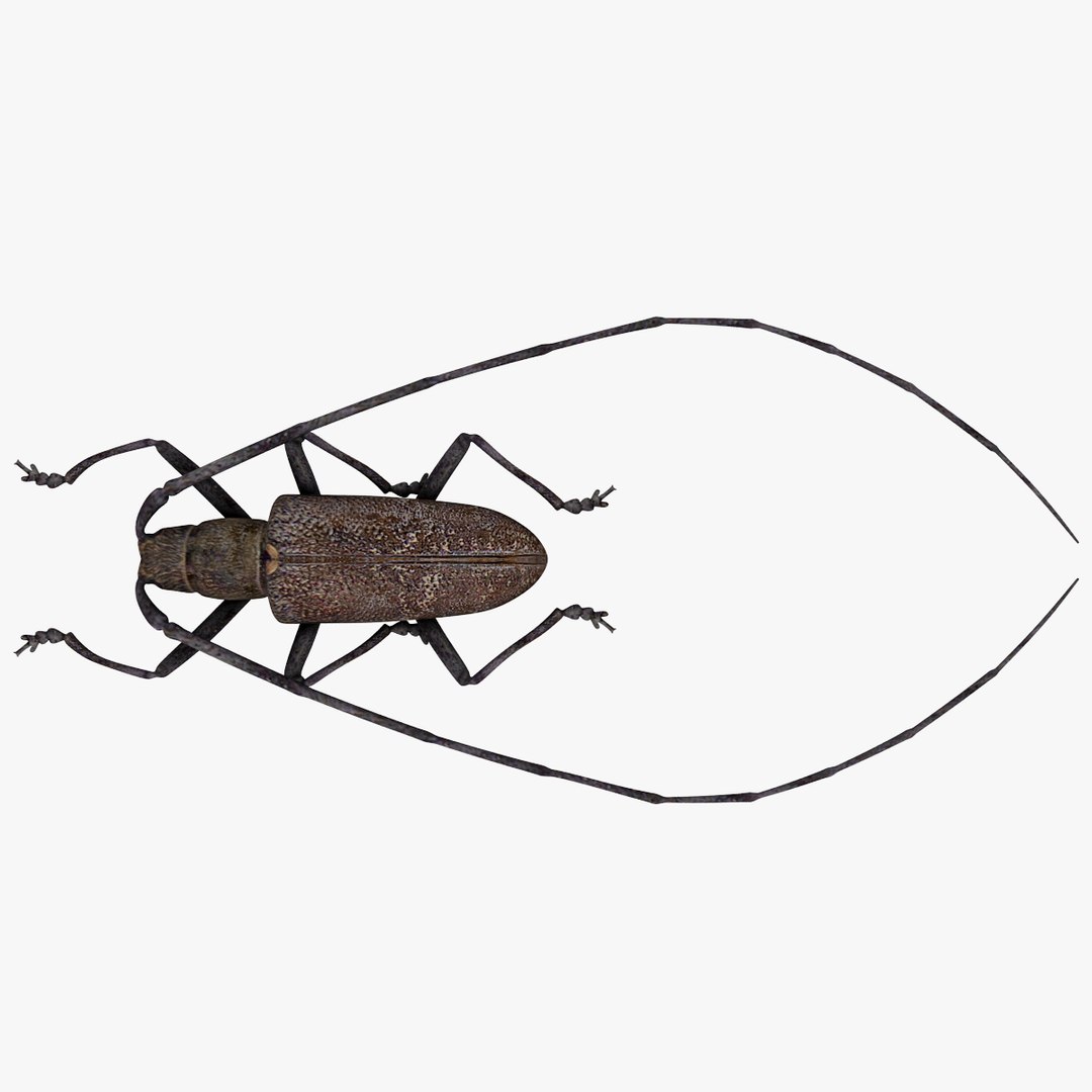 3d model of monochamus galloprovincialis https://p.turbosquid.com/ts-thumb/GA/PmJhLu/tBusmFoK/monochamusgalloprovincialis_19/jpg/1400641123/1920x1080/fit_q87/15cdd7e94596accf6180ef8af75335062b5278a9/monochamusgalloprovincialis_19.jpg