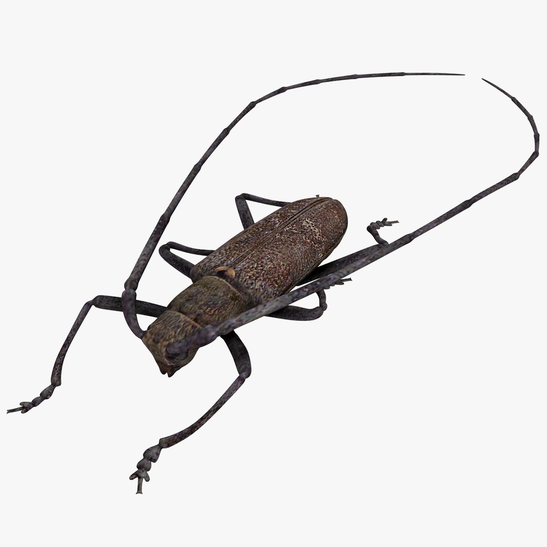 3d model of monochamus galloprovincialis https://p.turbosquid.com/ts-thumb/GA/PmJhLu/tRZ5XeOU/monochamusgalloprovincialis_10/jpg/1400640967/1920x1080/fit_q87/0b201e068fbbb041d5a53a0eabf44d771b9a94a7/monochamusgalloprovincialis_10.jpg