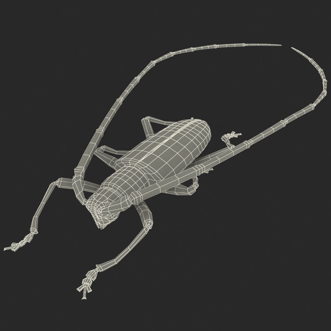 3d model of monochamus galloprovincialis https://p.turbosquid.com/ts-thumb/GA/PmJhLu/uGdj9J8S/monochamusgalloprovincialis_168/jpg/1400642437/1920x1080/fit_q87/21790ffaf9c6cb017f82bbe2312b19304e8f9030/monochamusgalloprovincialis_168.jpg