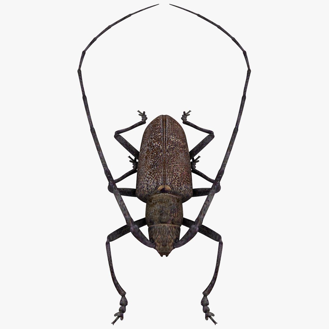 3d model of monochamus galloprovincialis https://p.turbosquid.com/ts-thumb/GA/PmJhLu/uatpO5M5/monochamusgalloprovincialis_7/jpg/1400640937/1920x1080/fit_q87/f069641d814f03b939cf5e2116bfa7f11353d0eb/monochamusgalloprovincialis_7.jpg