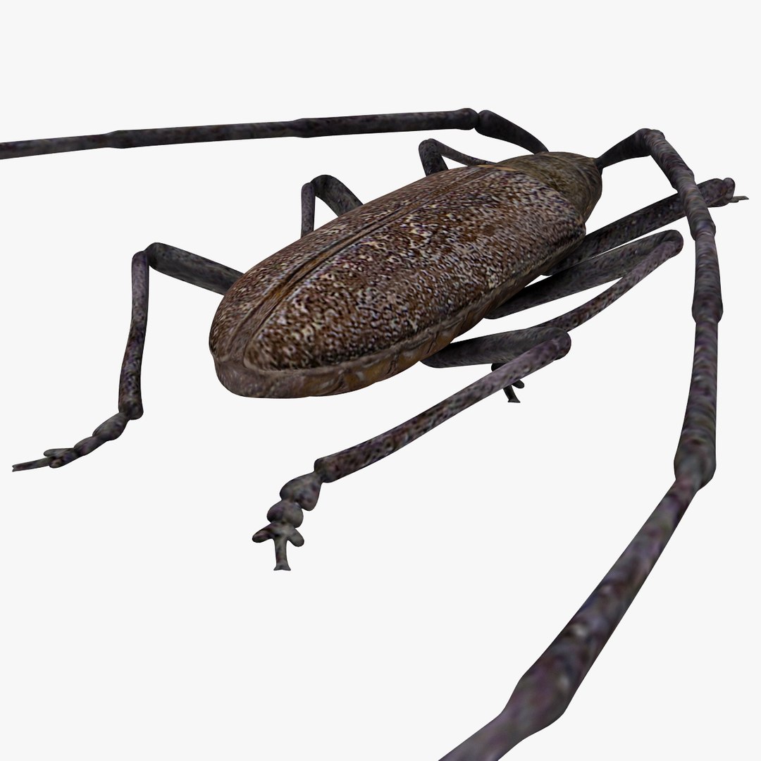 3d model of monochamus galloprovincialis https://p.turbosquid.com/ts-thumb/GA/PmJhLu/yNeVPFbr/monochamusgalloprovincialis_16/jpg/1400641077/1920x1080/fit_q87/921115d833f594e5c51b57d4d97e6d148a2a4f69/monochamusgalloprovincialis_16.jpg