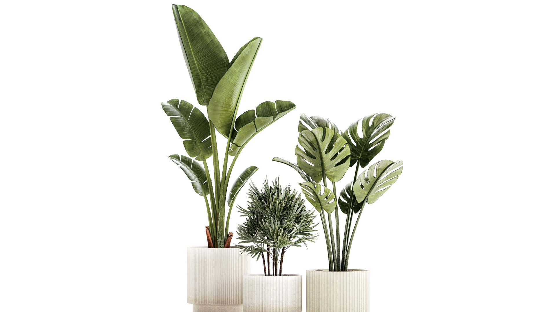 3D Set of small Strelitzia Monstera Raphis Palm plants 1452 model https://p.turbosquid.com/ts-thumb/GA/Rzebrq/NF/1plants1411202304/jpg/1700310111/1920x1080/fit_q87/ec9672adc01868ab69a26dd8fcba116507eb0be8/1plants1411202304.jpg