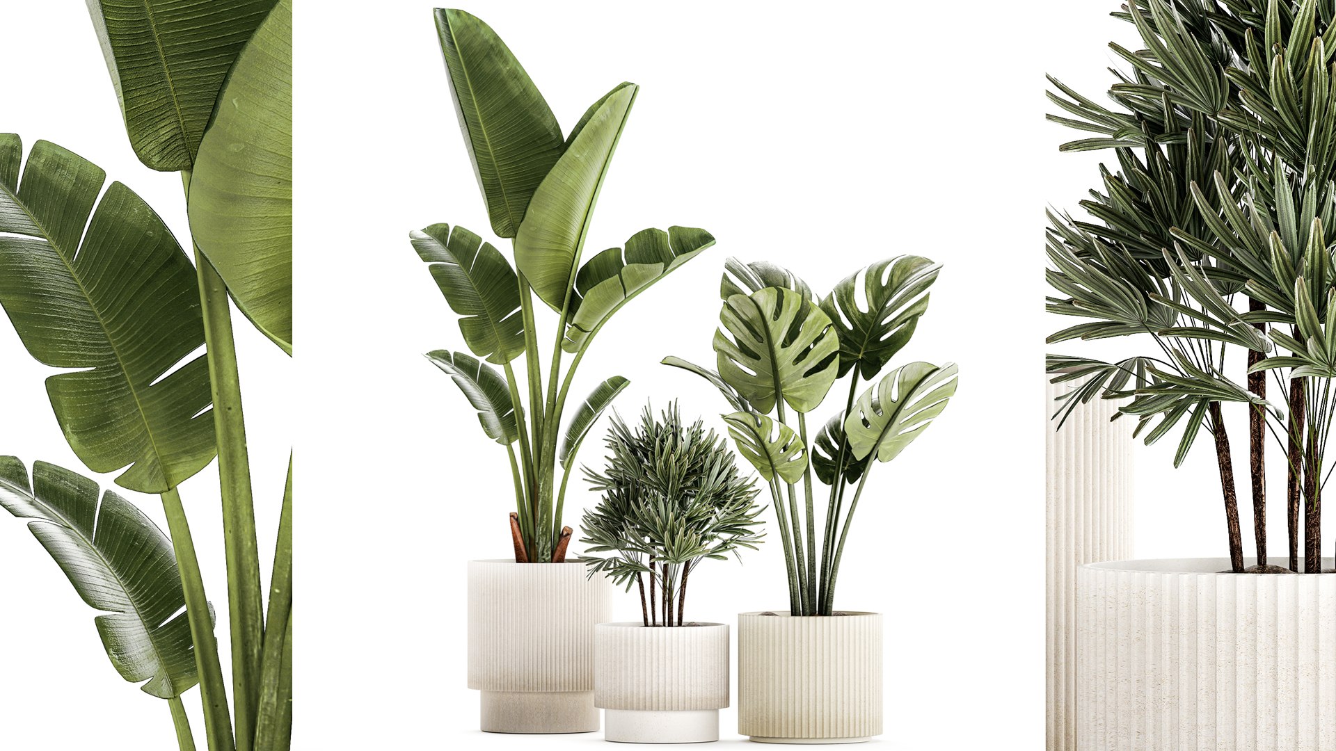 3D Set Of Small Strelitzia Monstera Raphis Palm Plants 1452 Model ...