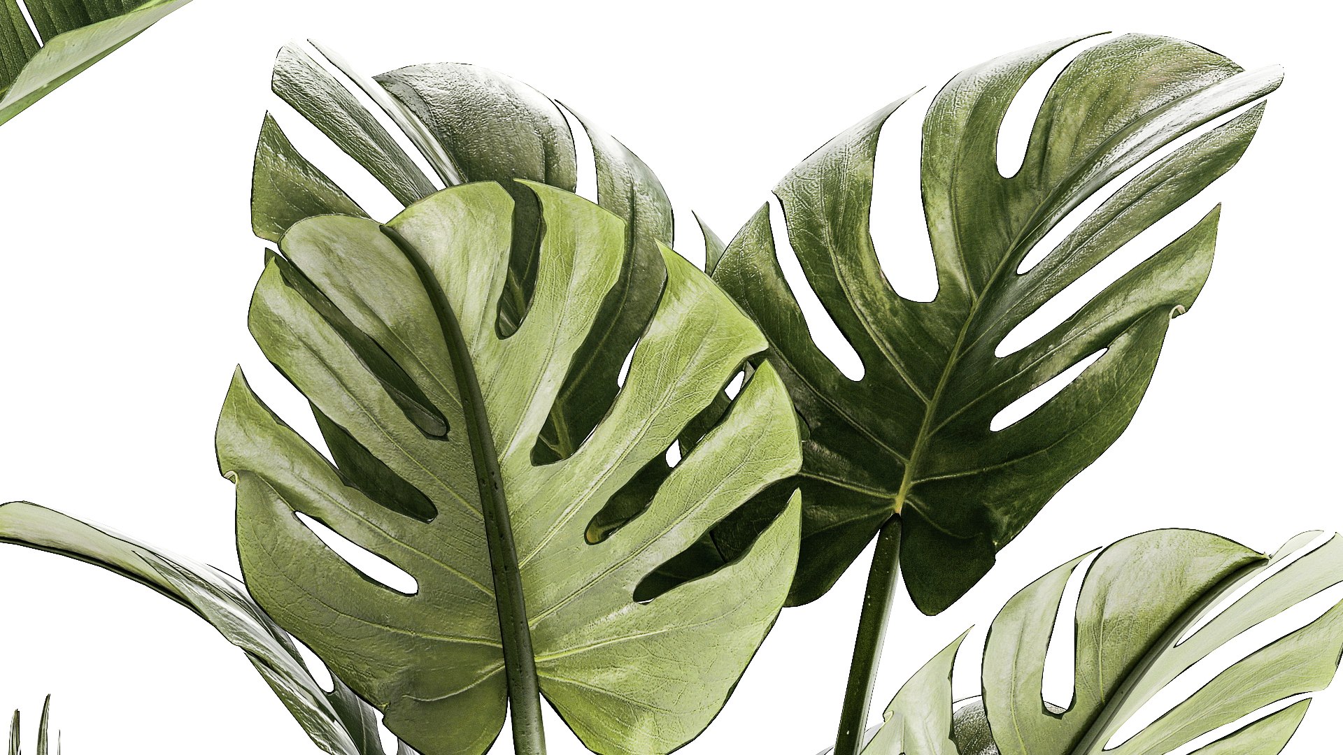 3D Set of small Strelitzia Monstera Raphis Palm plants 1452 model https://p.turbosquid.com/ts-thumb/GA/Rzebrq/R1/1plants1411202307/jpg/1700310114/1920x1080/fit_q87/96905fe133050a08a0a0a2df9bc8123dd3770a53/1plants1411202307.jpg