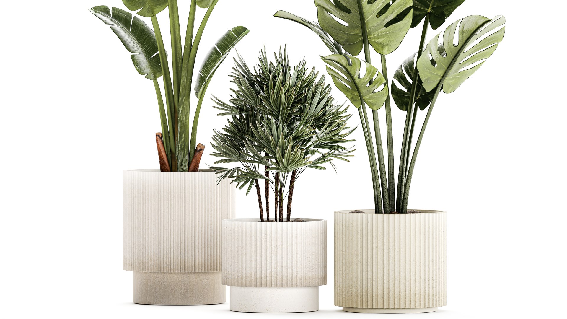 3D Set of small Strelitzia Monstera Raphis Palm plants 1452 model https://p.turbosquid.com/ts-thumb/GA/Rzebrq/nQ/1plants1411202305/jpg/1700310112/1920x1080/fit_q87/582156a9bbb9e0447c7380e1d3cb4ef2ced7f712/1plants1411202305.jpg