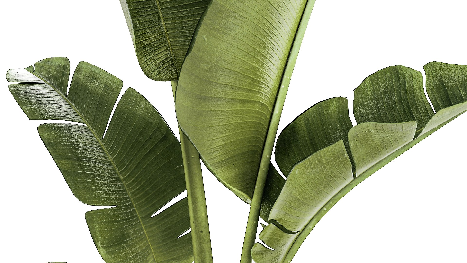 3D Set of small Strelitzia Monstera Raphis Palm plants 1452 model https://p.turbosquid.com/ts-thumb/GA/Rzebrq/qd/1plants1411202306/jpg/1700310114/1920x1080/fit_q87/64ad119c576ddd0b68594c80591a3452446a0ab0/1plants1411202306.jpg