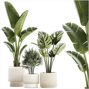3D Set of small Strelitzia Monstera Raphis Palm plants 1452 model