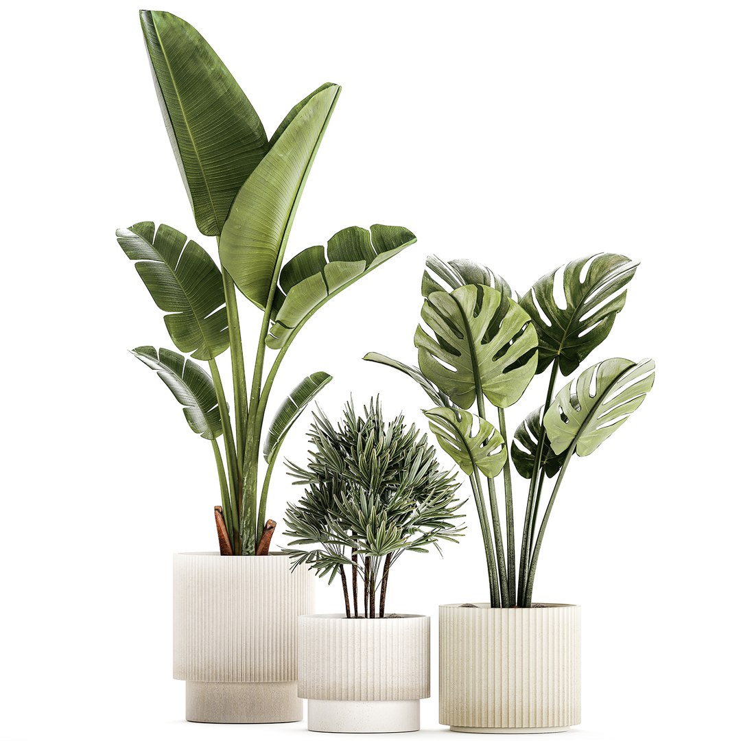 3D Set of small Strelitzia Monstera Raphis Palm plants 1452 model https://p.turbosquid.com/ts-thumb/GA/Rzebrq/zS/plants1411202301/jpg/1700310325/1920x1080/fit_q87/1e013d93f4f17ac370ed94c79d90794ce0a99883/plants1411202301.jpg