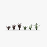 nyusairan Phormium