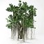 banyan tree