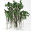 banyan tree