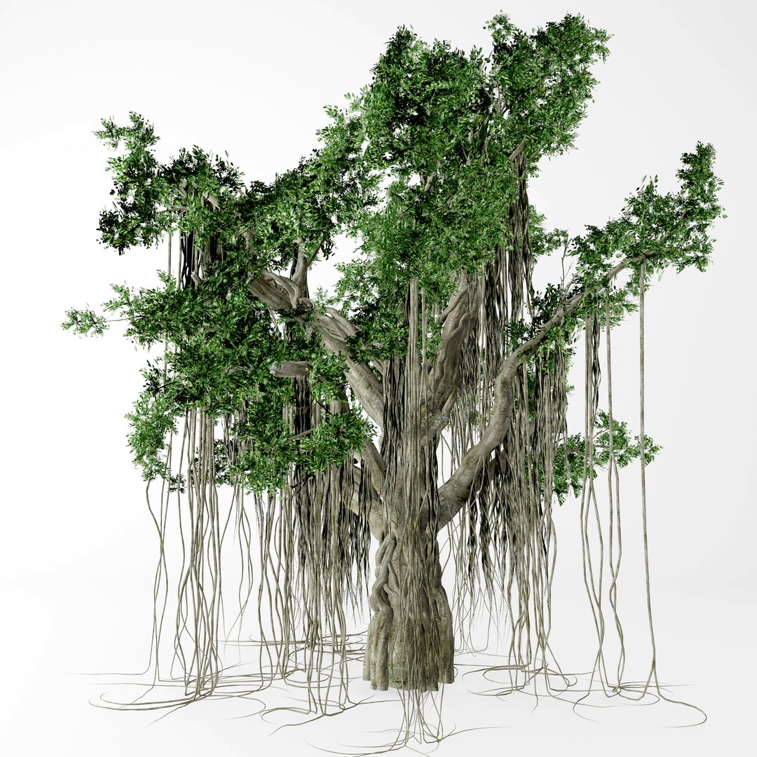 3d Banyan Tree Model - Turbosquid 1427988