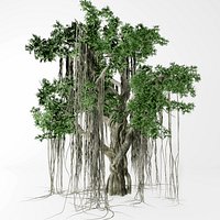 banyan tree