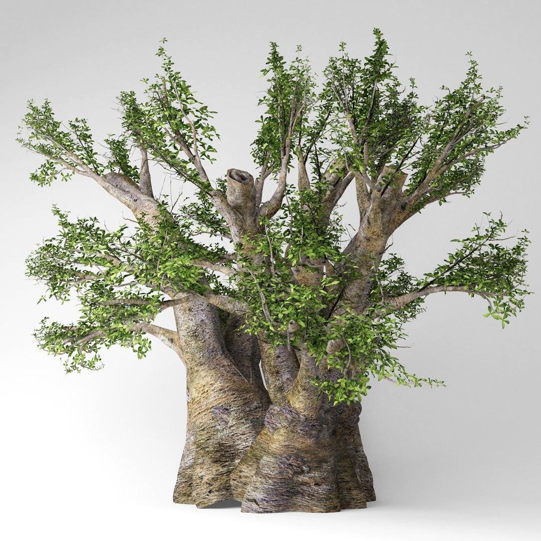 3D african baobab tree model - TurboSquid 1517395
