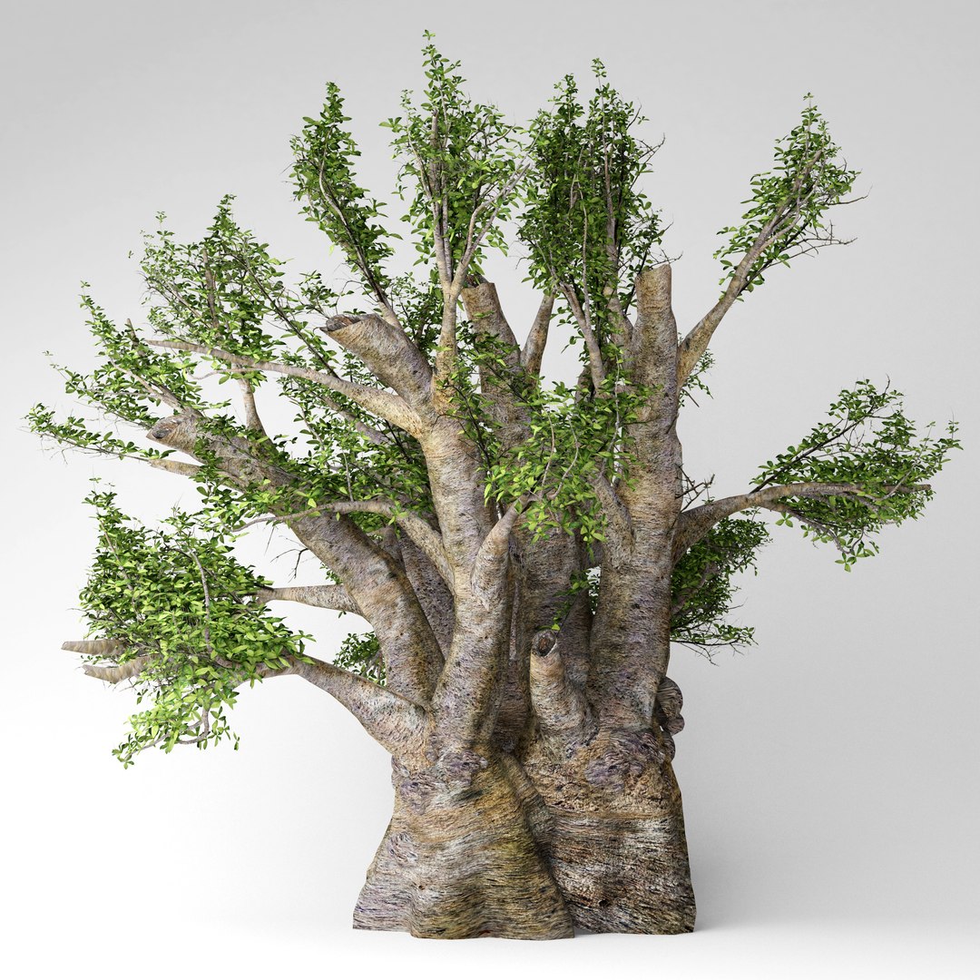 3D african baobab tree model - TurboSquid 1517395