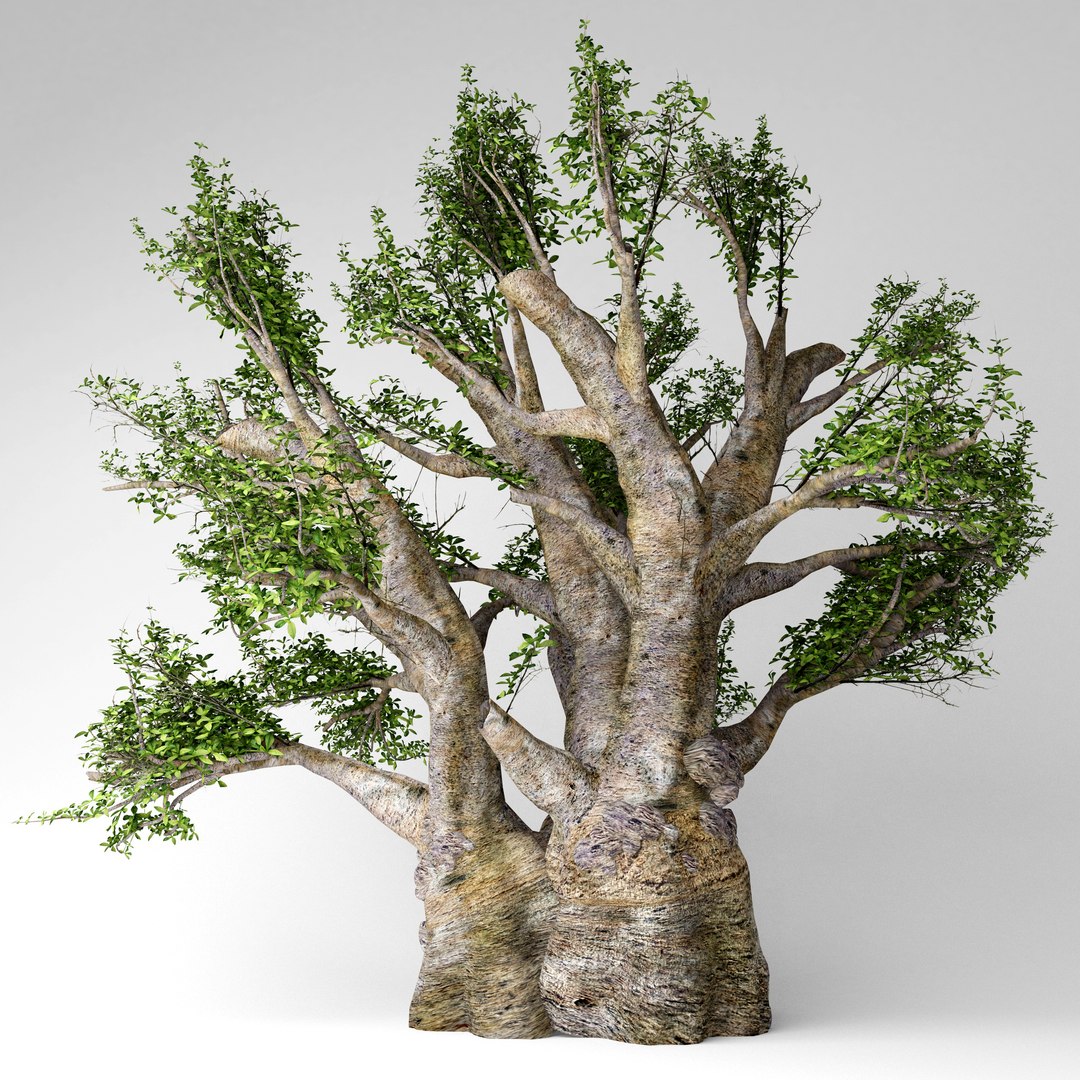 3D african baobab tree model - TurboSquid 1517395