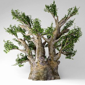 3D african baobab tree model