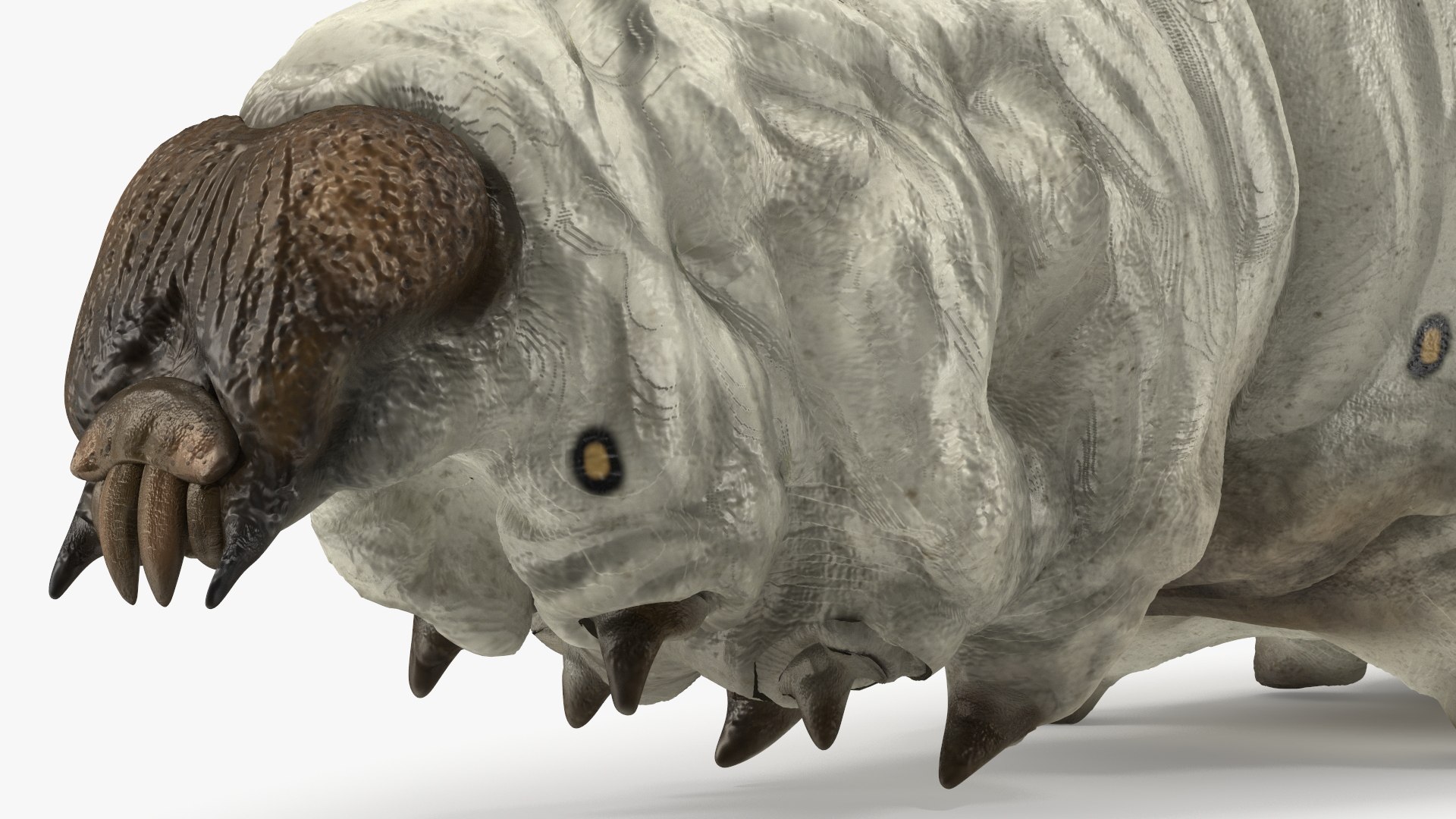 Silkworms Fur Rigged Collection 3D model https://p.turbosquid.com/ts-thumb/GA/lNTtdJ/A4/silkwormsfurriggedcollection3dmodel015/jpg/1657219999/1920x1080/fit_q87/e2ae86ff9190a54399fbdc2e1958cde429615393/silkwormsfurriggedcollection3dmodel015.jpg