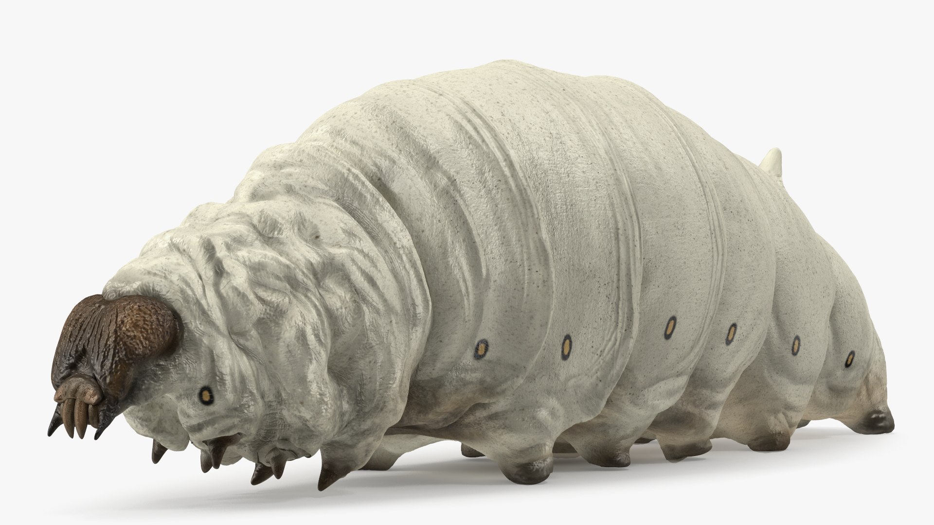 Silkworms Fur Rigged Collection 3D model https://p.turbosquid.com/ts-thumb/GA/lNTtdJ/Ab/silkwormsfurriggedcollection3dmodel010/jpg/1657219984/1920x1080/fit_q87/7a659e25df67d996a580e2ad613ecb769707028c/silkwormsfurriggedcollection3dmodel010.jpg