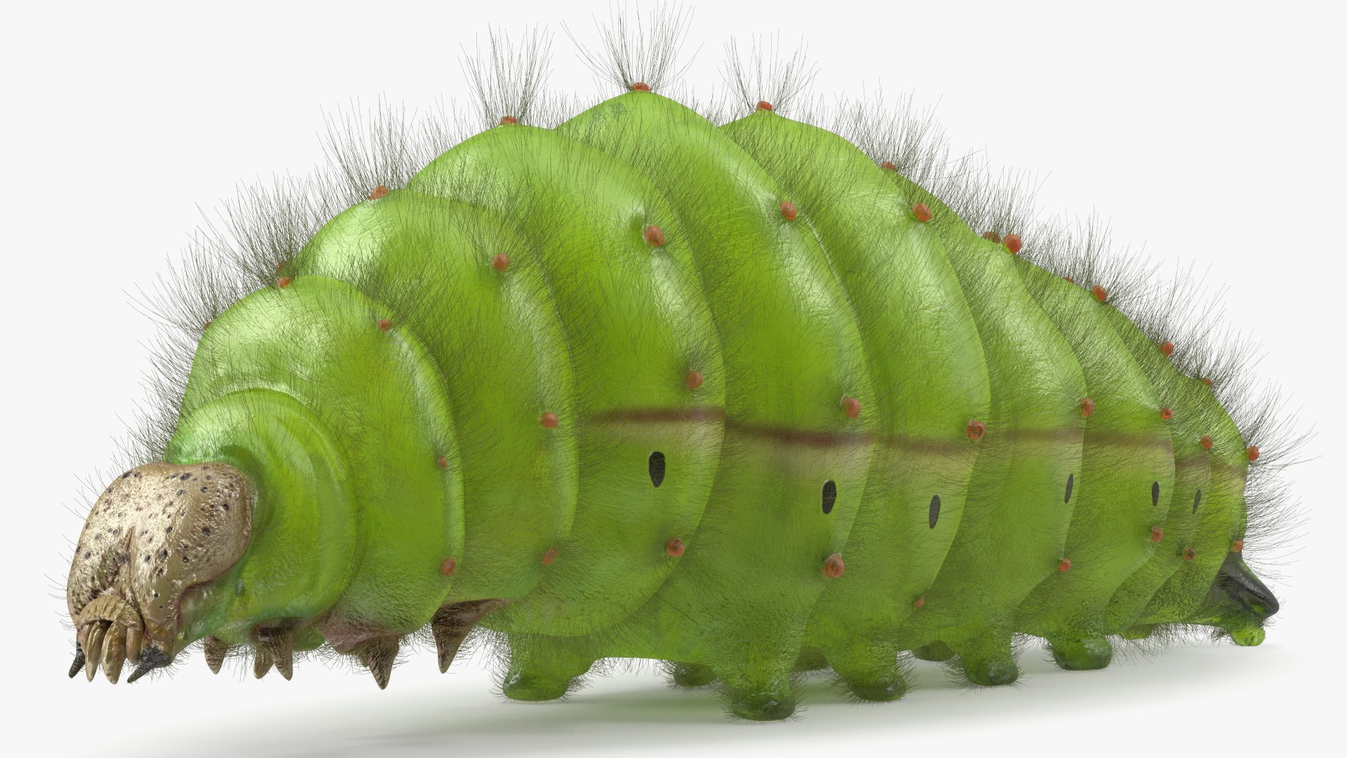 Silkworms Fur Rigged Collection 3D model https://p.turbosquid.com/ts-thumb/GA/lNTtdJ/HT/silkwormsfurriggedcollection3dmodel027/jpg/1657220044/1920x1080/fit_q87/f7ff837c17389f578721aea05b7e4e9796d0e902/silkwormsfurriggedcollection3dmodel027.jpg