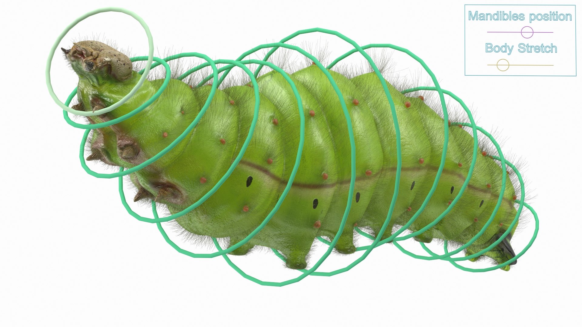 Silkworms Fur Rigged Collection 3D model https://p.turbosquid.com/ts-thumb/GA/lNTtdJ/K2/silkwormsfurriggedcollection3dmodel026/jpg/1657220040/1920x1080/fit_q87/ac78f75fff42e7c115be63773adb26c672578564/silkwormsfurriggedcollection3dmodel026.jpg